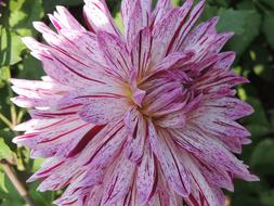 Flower Orchid Blossom