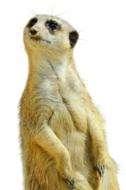 Meerkat Isolated Zoo