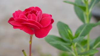 Red Rose Flower