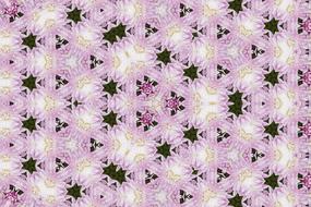 flower nature plant floral