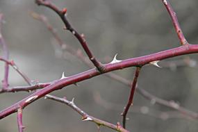Thorns Spur Branch