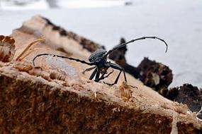 Insects Beetle Winter
