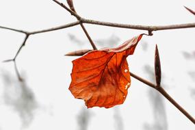 Nature Leaf Brown