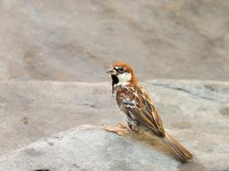 Birds Nature Animals