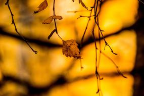 Autumn leaves in the yellow light