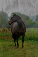 Barnham Broom Horse Field