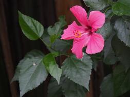 Flower Plant Pink