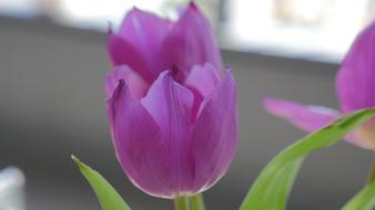 Flower Purple Floral