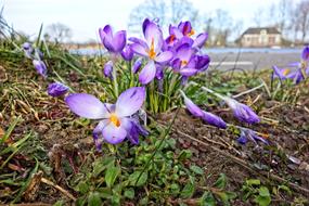 Crocus Flower Plant