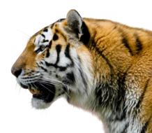 Magnificent amur tiger