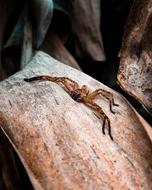 Spider Exoticism Vivid