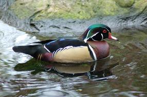 duck floating in the water