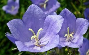 Flower Rozwar Blue