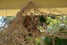 Nature Nest Bird