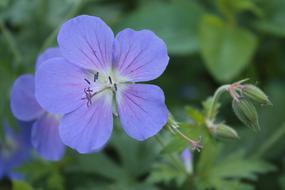 Cranesbill Geranium Meadow