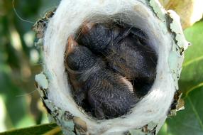 Hummingbird Nest Nature