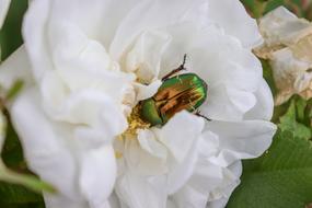 Beetle Rose White