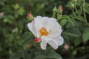 Rose White Macro