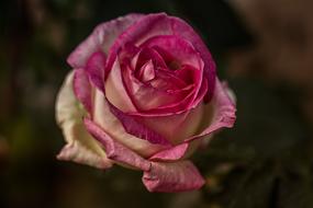 Garden Pink Nature Color