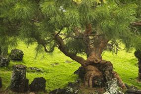 Tree Pine Nature