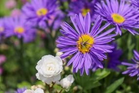 Rock Plant Purple Blue Garden