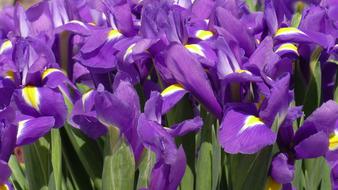 Iris Irises Flower
