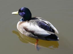 Birds Wildlife Ducks