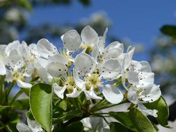 Flower Nature Plant