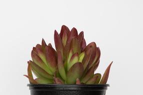 Flowers Potted Plant Plants