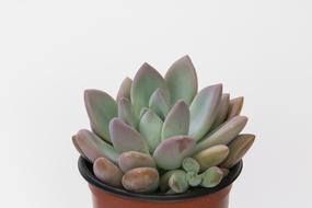 Flowers Potted Plant macro