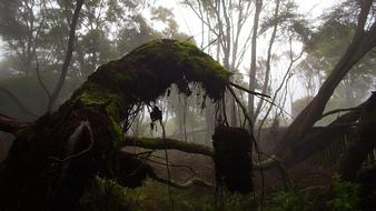 moss on a tree in a dark forest