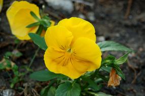 Pansy Flower Summer