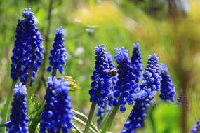 Flowers Plants Spring