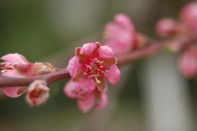 sakura on a branch in spring