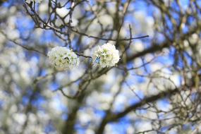 Blossom Plants Apple Tree