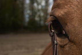 Horse Eye Head