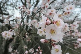 Flower Almond Tree