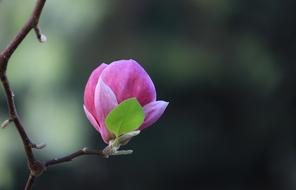 a little flower on a branch with a blur