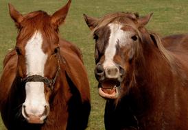 Horse Neigh Pasture
