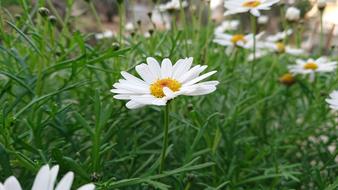 white daisies in the grass in the field