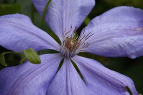 Flower Plant Garden