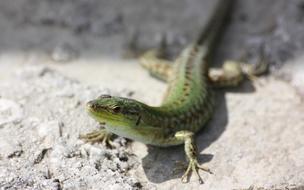 Reptile Lizard