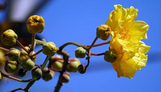 Cochlospermum Regium Yellow Cotton
