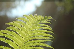 Leaf Flora Nature