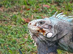 Nature Wildlife Animalia