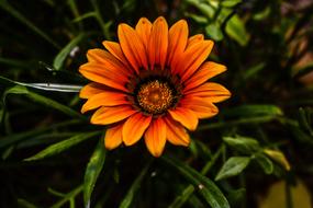 Nature Plant Flower