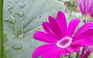 Flower Nature Flora