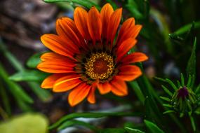 Nature Plant Flower