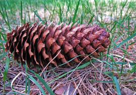 Nature Season Plant Krupnyj