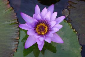 Pond Lotus Flower Aquatic